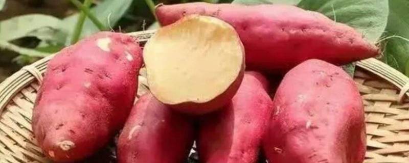 红薯是根茎还是果实 红薯是根还是茎?