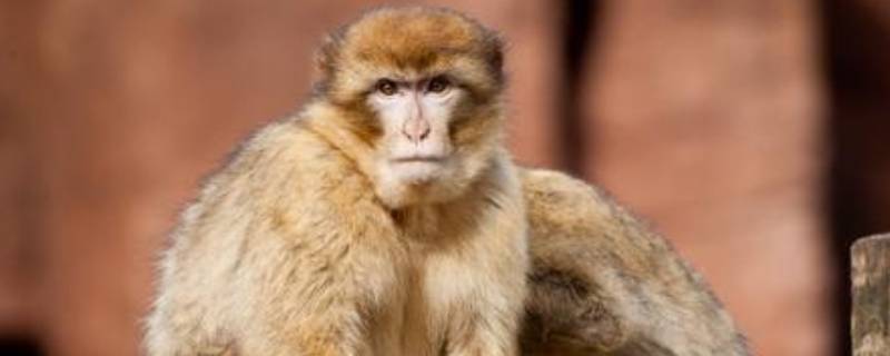 猴子的寿命平均多少年（猴子的寿命是多少）