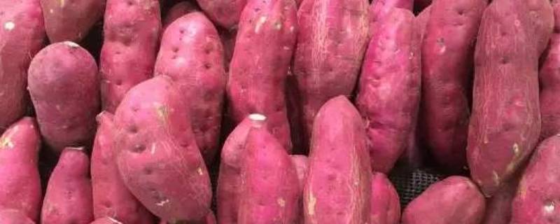 红薯放泡沫箱能过冬吗 红薯放泡沫箱能过冬吗能放多久