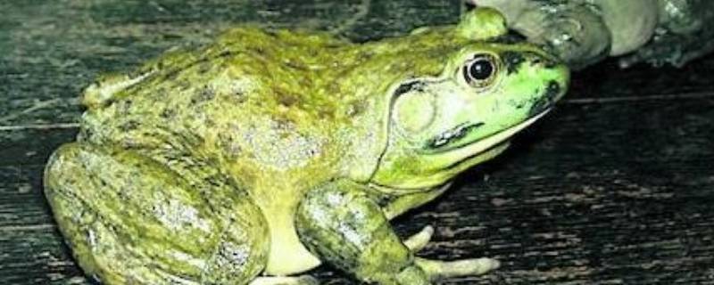 牛蛙是青蛙吗