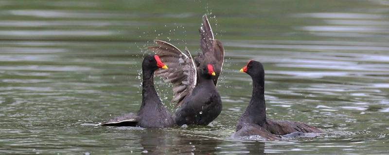 黑水鸡是国家二级保护动物吗（黑水鸡是国家二级保护动物吗图片）
