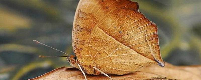 枯叶蝶为什么叫这个名字（枯叶蝶为什么像枯叶）
