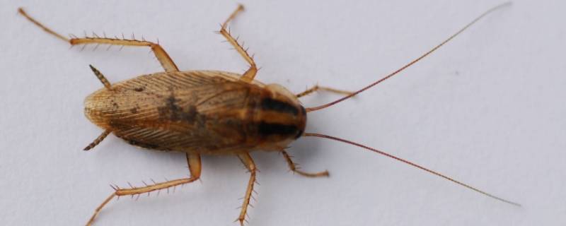 和蟑螂很像的虫子（和蟑螂很像的虫子图片）