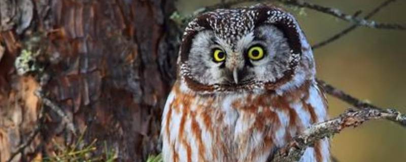 可以养猫头鹰吗 家里可以养猫头鹰吗