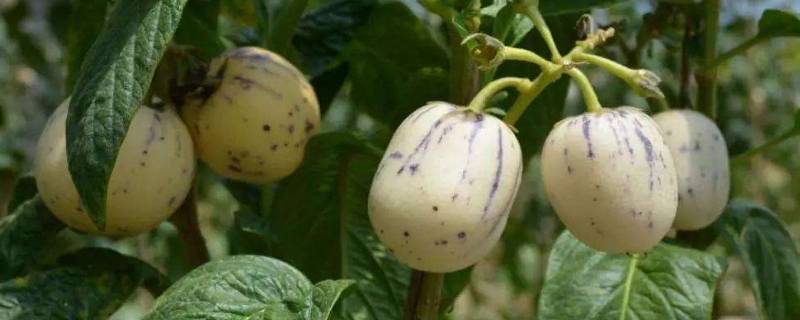 人参果是树上结的还是地上长的（人参果是树上结的还是地上长的好）