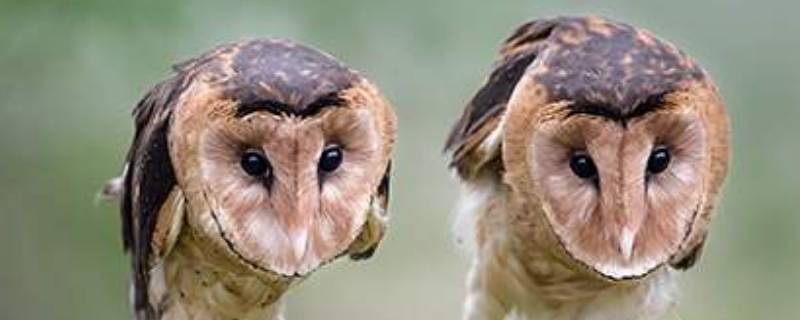 猴面鹰属于几级保护动物（猴面鹰价值）