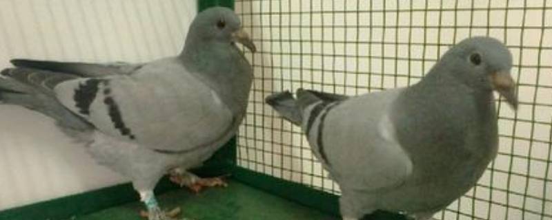 飞鸽传书是怎么做到的 古代的飞鸽传书是怎么做到的