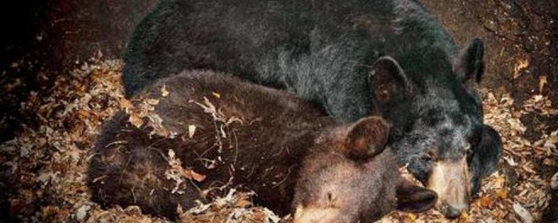 黑熊冬眠吗（东北黑熊冬眠吗）