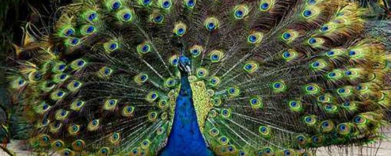 孔雀爱吃的食物有哪些