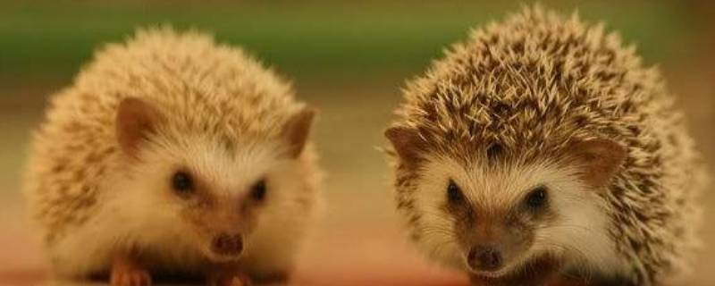 刺猬属于什么类动物（刺猬属于几级保护动物）