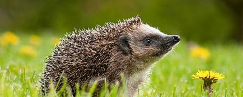 刺猬冬眠的方式是什么（刺猬是如何冬眠）