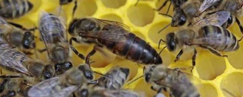 蜂王是雌性还是雄性（工蜂是公的还是母的）