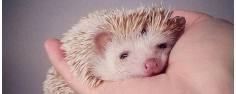 刺猬是卵生还是胎生 刺猬是胎生的吗?