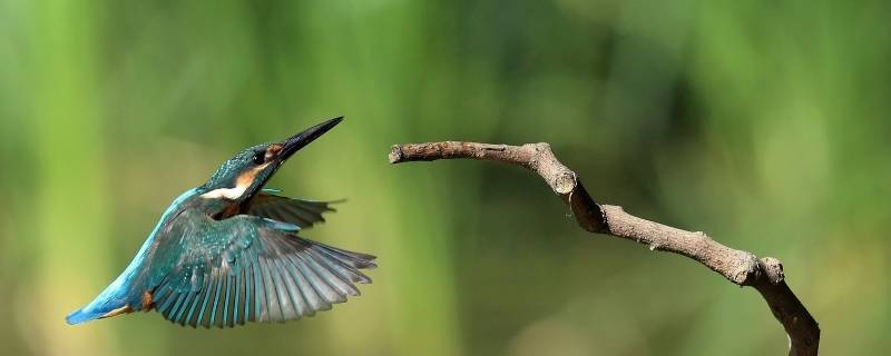 翠鸟的眼睛爪子尾巴是什么样子（翠鸟的眼睛和爪子）