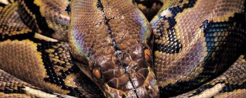 霸王蟒长度可达12米以上吗（霸王蟒长度可达12米以上吗视频）