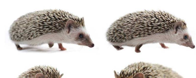 刺猬是哺乳动物吗（刺猬的灵性有多大）