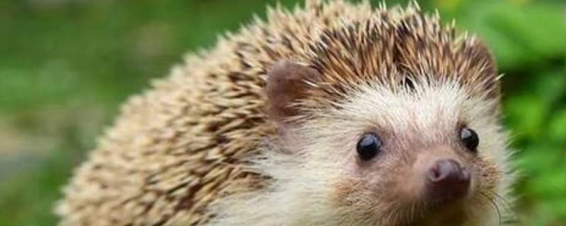 刺猬的刺有毒吗（刺猬为什么不能捡回家）