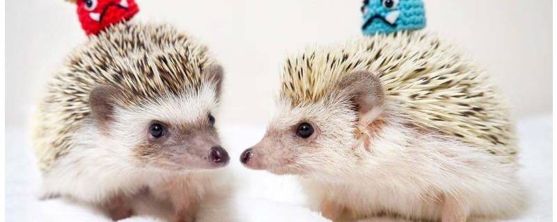 刺猬是不是国家保护动物（刺猬是不是国家保护动物之一）