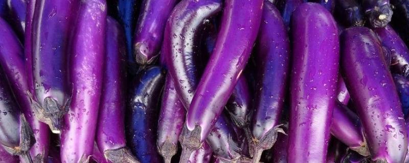 番茄和茄子属于什么科（番茄和茄子是什么科）