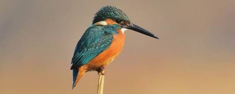 翠鸟的爪子有什么特点（翠鸟的爪子的特点是什么）