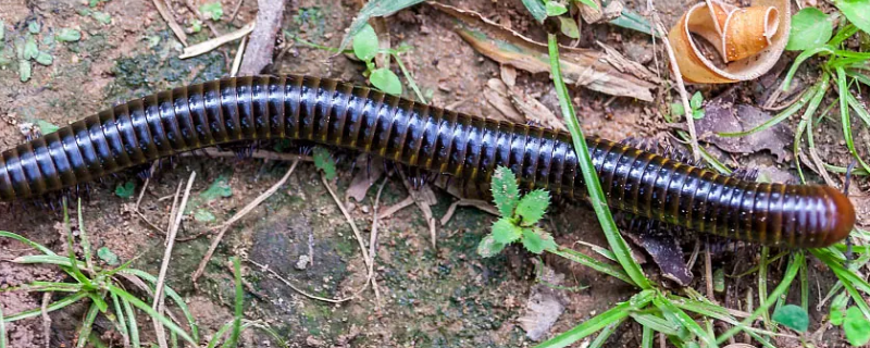 千足虫有毒吗 误食千足虫有毒吗