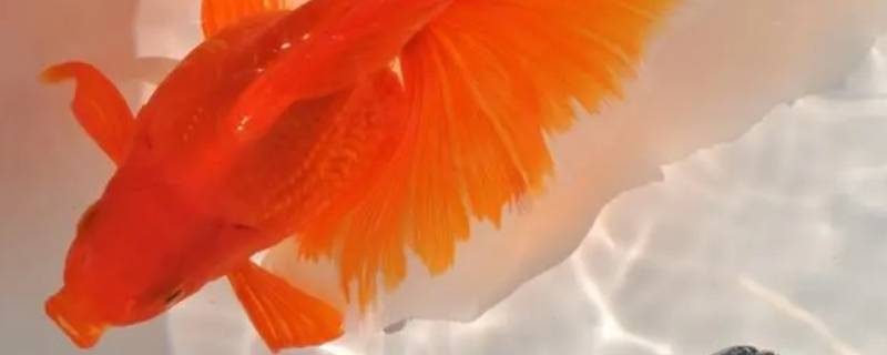 金鱼死了是沉底还是漂浮（金鱼死的时候沉在水底）