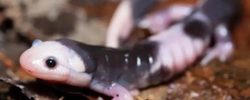 蝾螈能长多大（中华蝾螈能长多大）