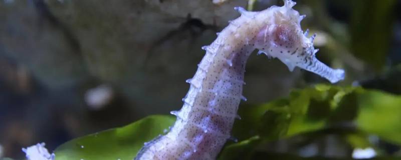 为什么海马的繁殖方法非常特别呢 为什么海马的繁殖方法非常特别呢简单答案