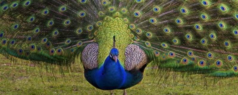 孔雀开屏姿势（孔雀开屏教程）