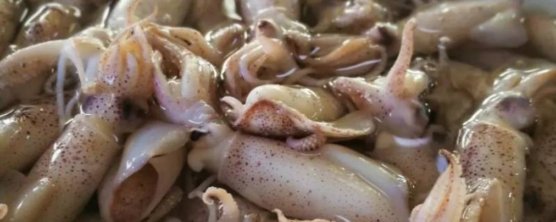 梧桐花是鱿鱼吗（鱿鱼为什么叫梧桐花）