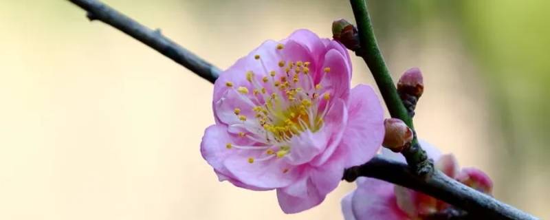 梅花的别称雅称有哪些（梅花的别称和雅称）