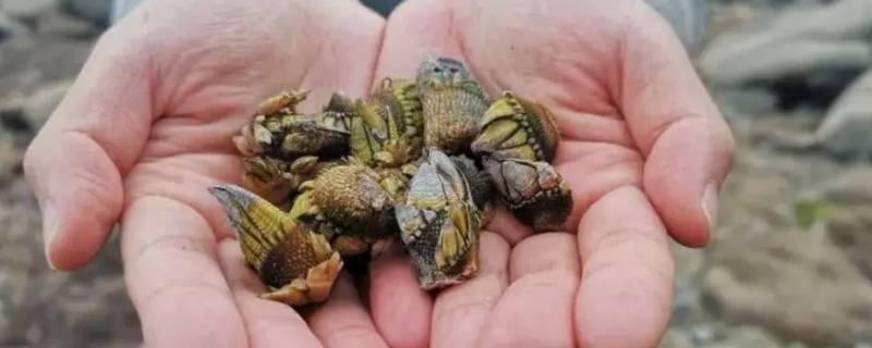 鹅颈藤壶和佛手螺一样吗 鹅颈藤壶是狗爪螺吗