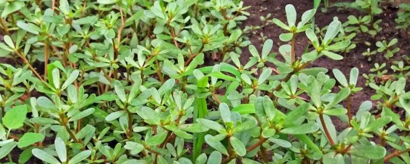 马菜长什么样子 马子菜长什么样子