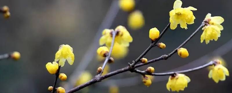 是腊梅还是蜡梅（腊梅和蜡梅的区别是什么）