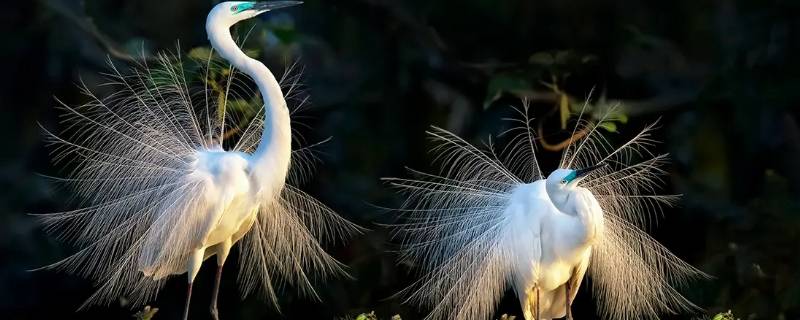 在鹭鸶中鹭鸶是什么季节飞来的候鸟（鹭是候鸟吗）