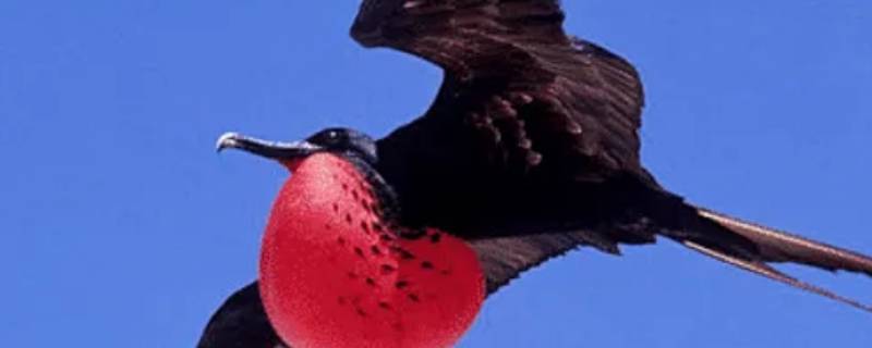 什么鸟儿是飞行家（鸟和昆虫被称为天才飞行家）