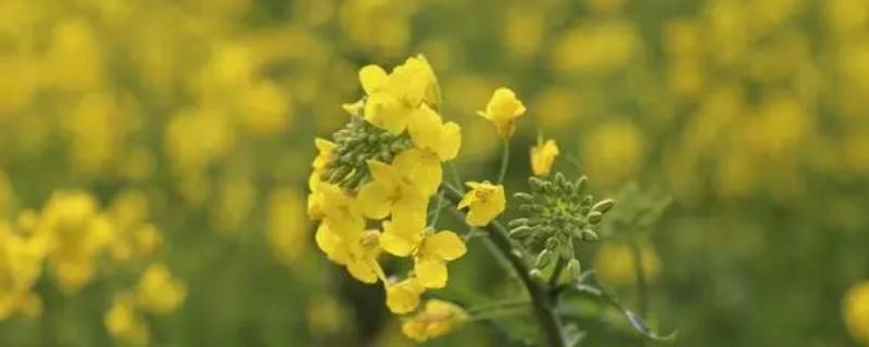 麦花雪白菜花稀是什么季节 麦花雪白菜花稀是什么季节的诗