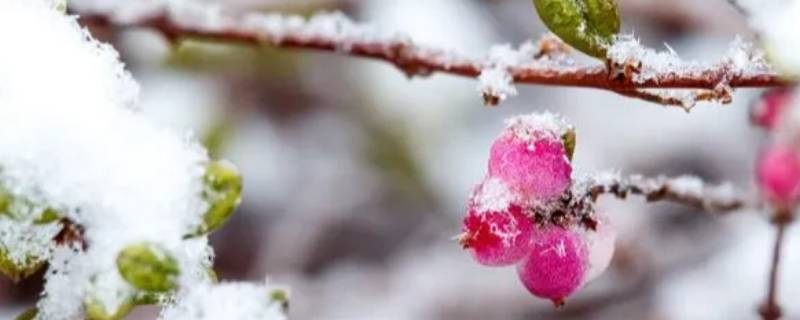 倒春寒比冬天还冷吗（倒春寒会很冷吗）