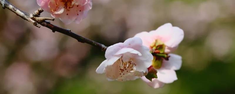 梅的暗示性含义 梅的暗示性含义的诗句