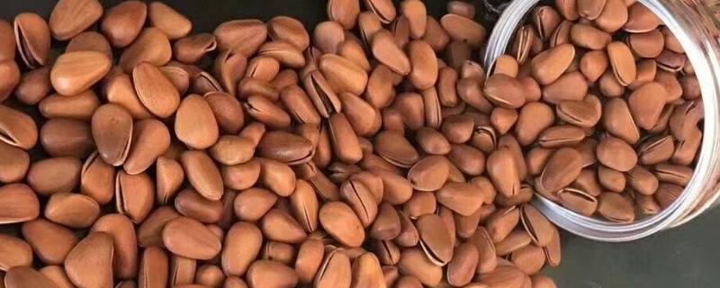 松子的生活环境 松子怎么养