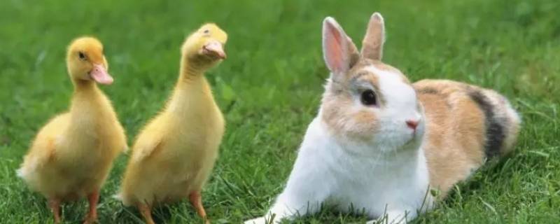 小生命有哪些小动物 小动物的生命