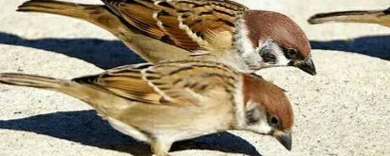 喜鹊和麻雀的区别（喜鹊的鹊和麻雀的雀有什么区别）