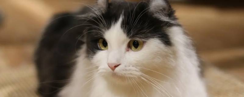 云养猫什么意思（云养猫什么意思 一种最新的养猫方式）
