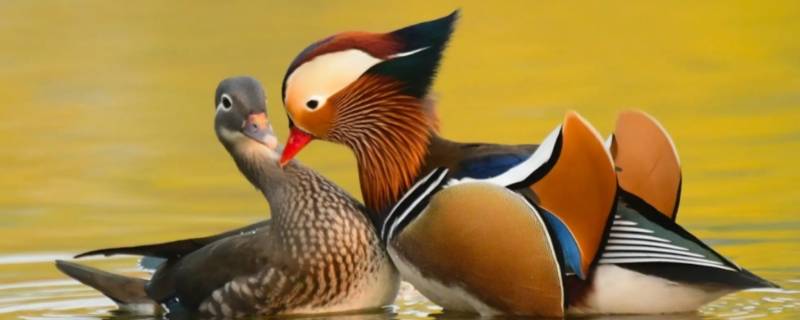 鸳鸯谁是公的谁是母的（鸳鸯哪一只是公哪一只是母）