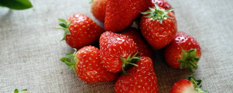 草莓的介绍（草莓的介绍30字）