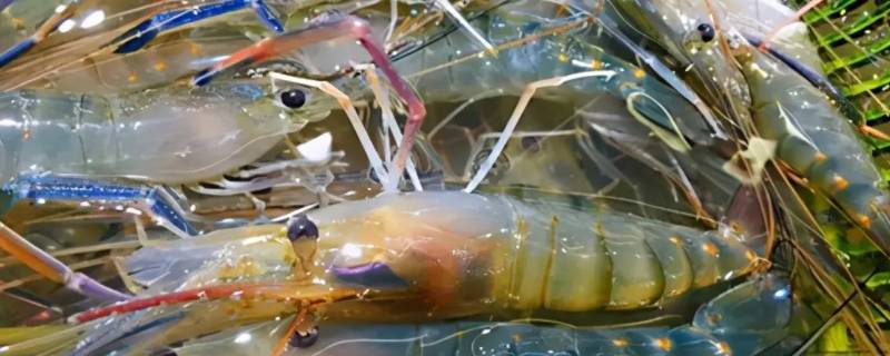 泰虾到底是什么虾 泰虾百度百科