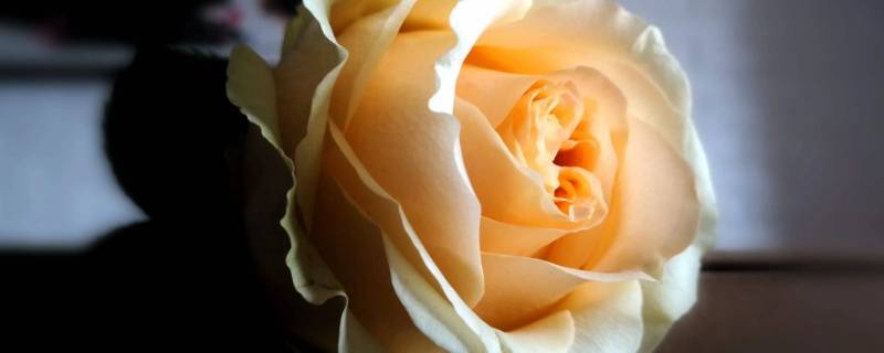 香槟玫瑰代表什么意思 香槟玫瑰代表什么意思花语是什么
