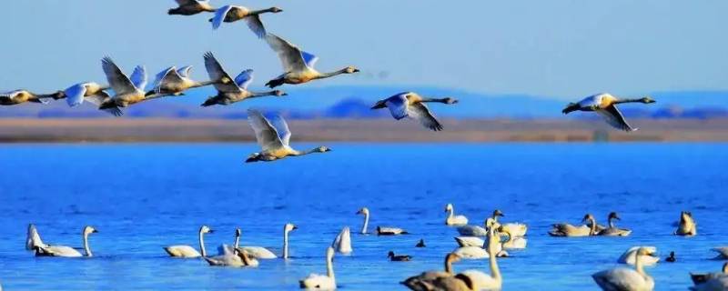 候鸟为什么要迁徙（候鸟为什么要迁徙到北极）