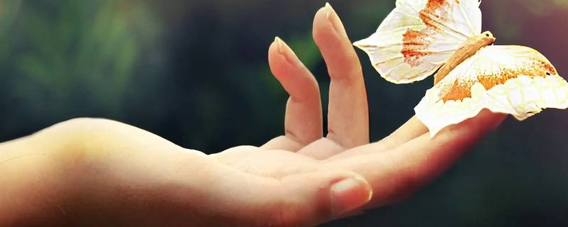 手指属于器官吗（手指所对应的器官）