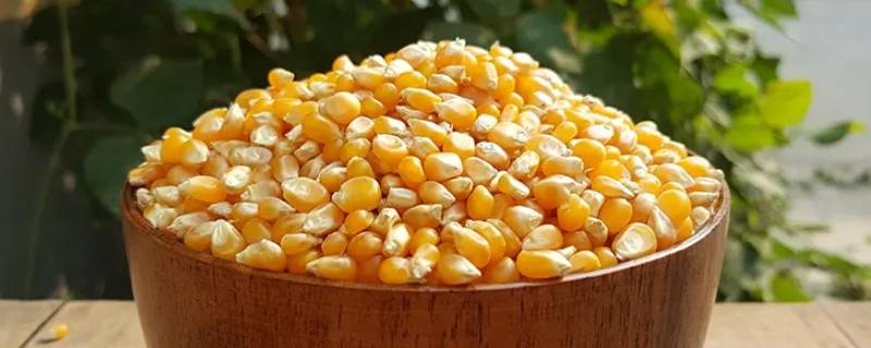 玉米粒煮多久就熟了 新鲜玉米粒煮多久就熟了